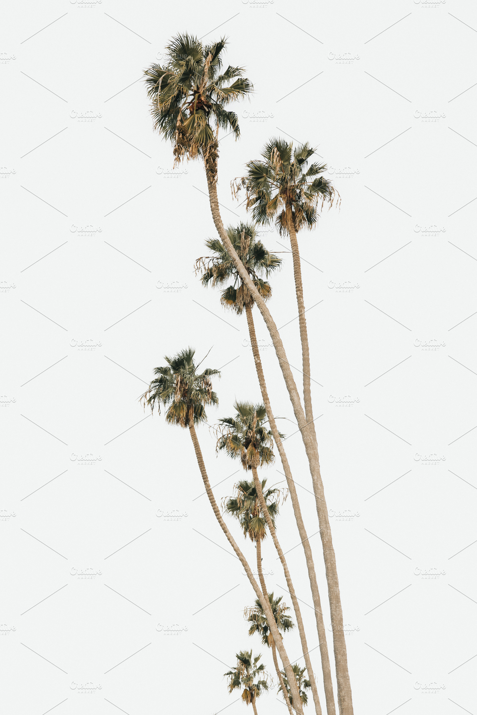 palms all lined up, a Nature Photo by remi + tori
