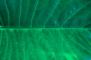 Close-Up of Green Taro Leaf Veins wi, a Nature Photo by bastera