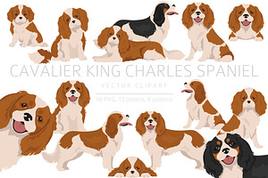 Cavalier King Charles Spaniel