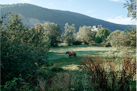 Horses running free in meadow with