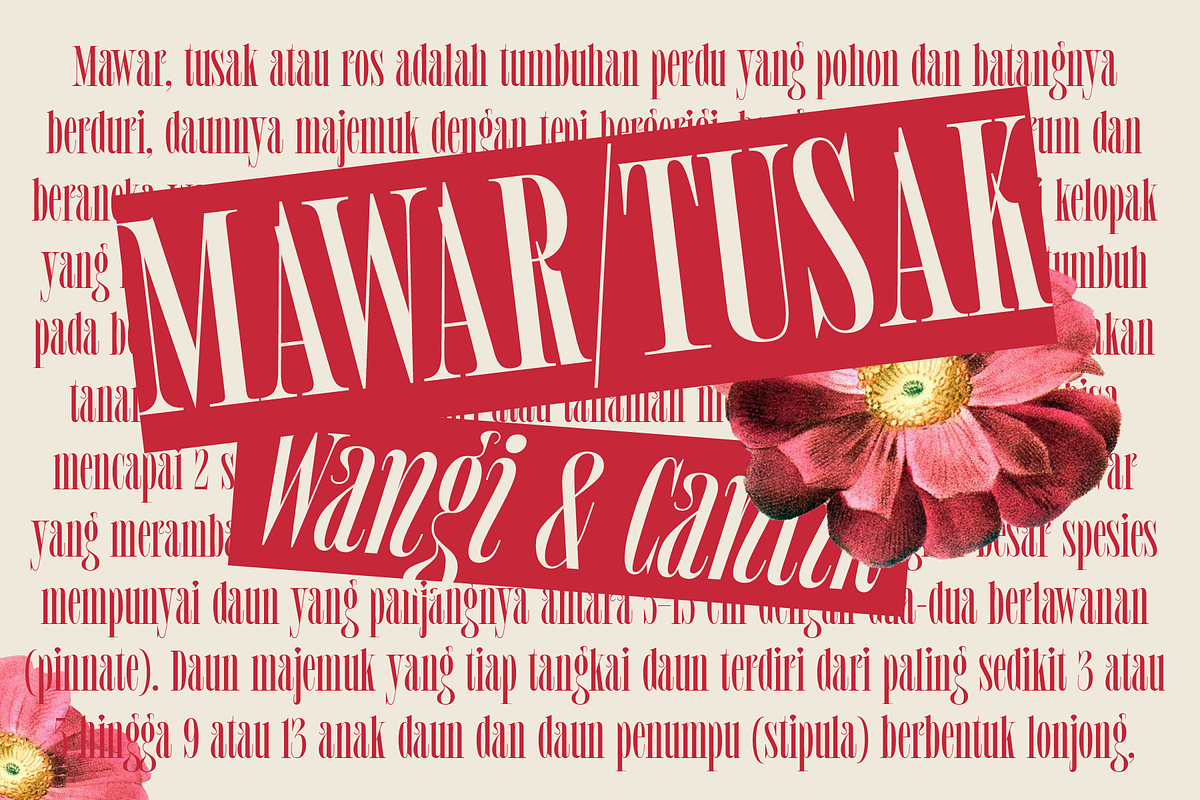 MTC Tailrose - A Quirk Serif Font, a Serif Font by Martype (Photo 5 of 12)