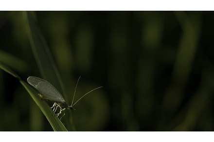 A small moth with transparent wings, an Animal Photo by Media Whale Stock