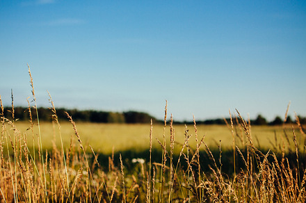 Crop Field 1 Featuring Crop Crops And Field preview 6
