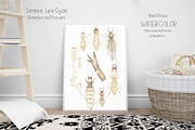 Watercolor Life Cycle Collection, an Education Illustration by MayaNavits (Thumbnail 4 of 15)