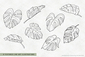 Monstera Leaf Vectors And Patterns