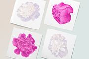White & Pink Realistic Peonies Set, an Illustration by MarynaPetrovska (Thumbnail 21 of 23)