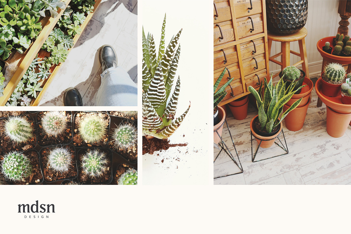 Retreat | Botanical Stock Photo Bund, a Nature Photo by MDSN Design (Photo 4 of 16)