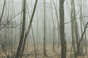 Minimalist Misty Forest Portrait, a Nature Photo by René Jordaan Photography