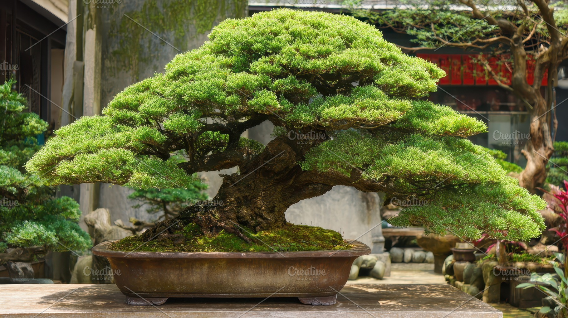 Bonsai tree in a garden setting, a Photo by Pavel_design