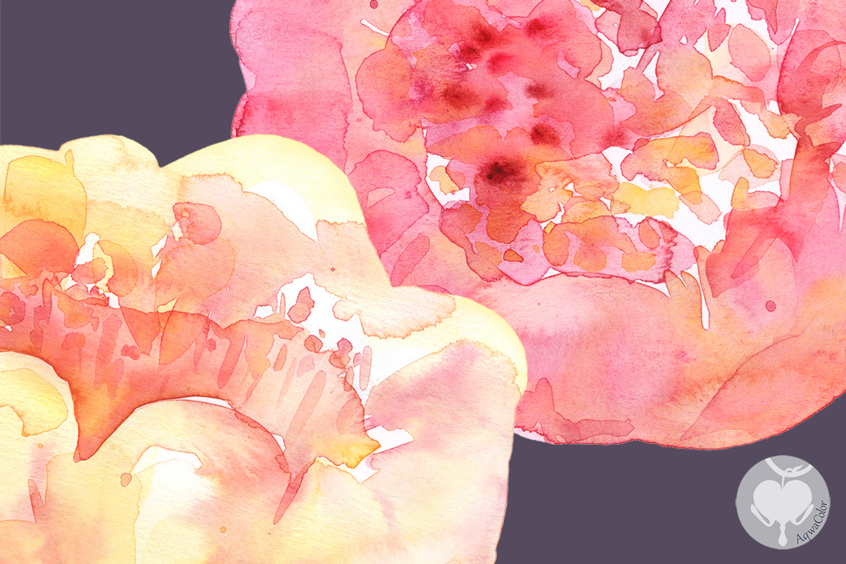 Watercolor clipart Peony Gentle Kiss, an Illustration by AqwaColor (Photo 4 of 5)