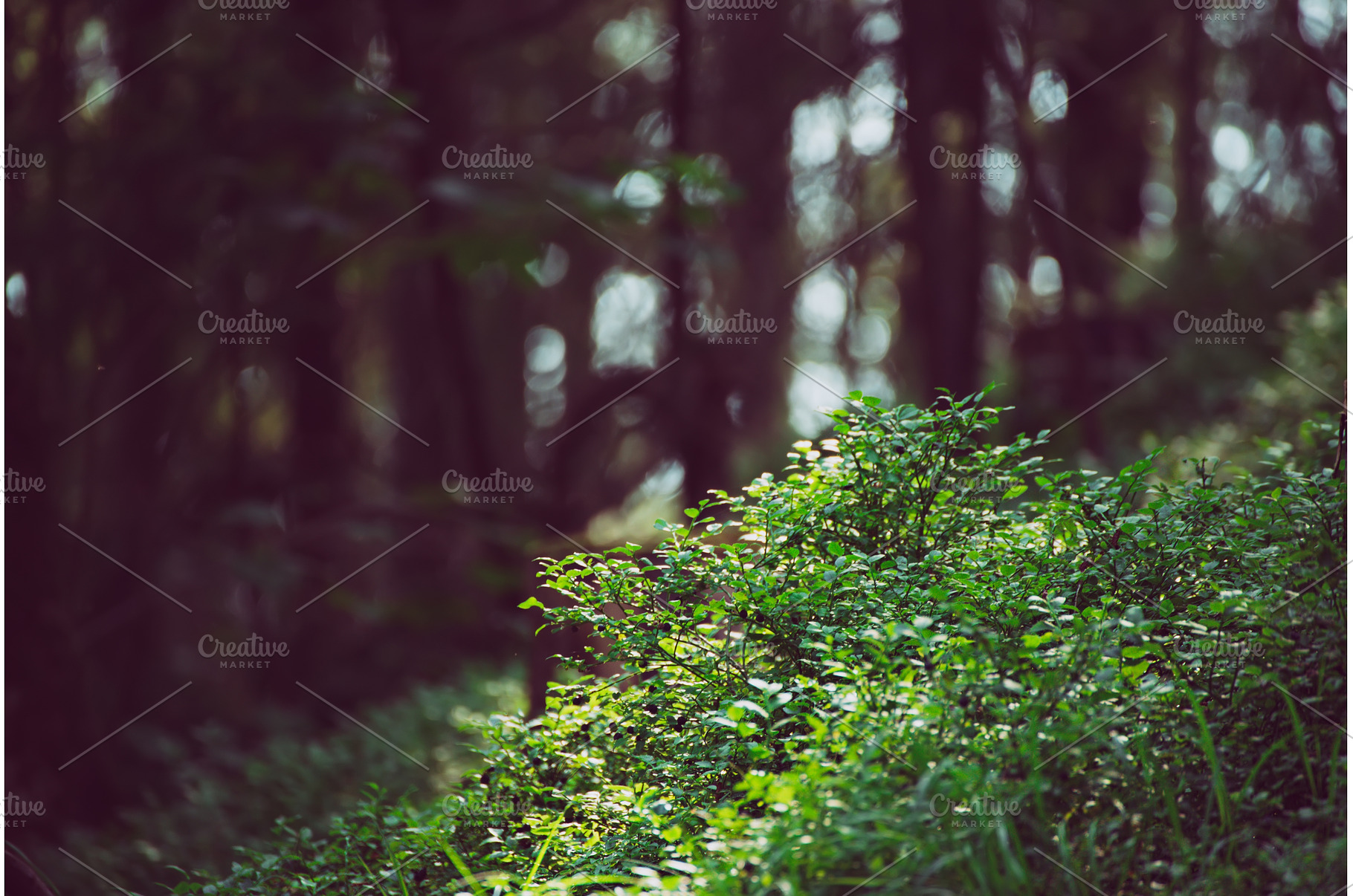 Dark moody forest, a Nature Photo by Nature and travel