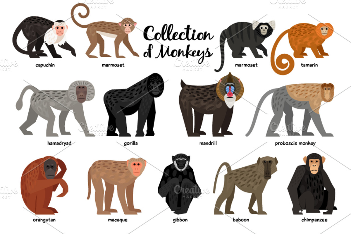 Big Set of Animals, an Object Graphic by ianakauri (Photo 9 of 12)