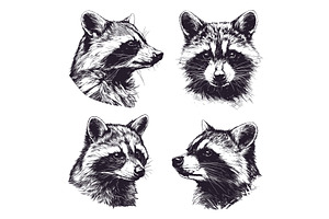 Sketch raccoon. Engraved hand drawn, an Animal Illustration by Stock-Smart-Start