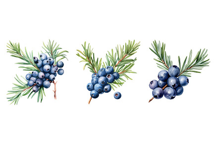 plant juniper berry ai generated, a Nature Photo by pikepicture