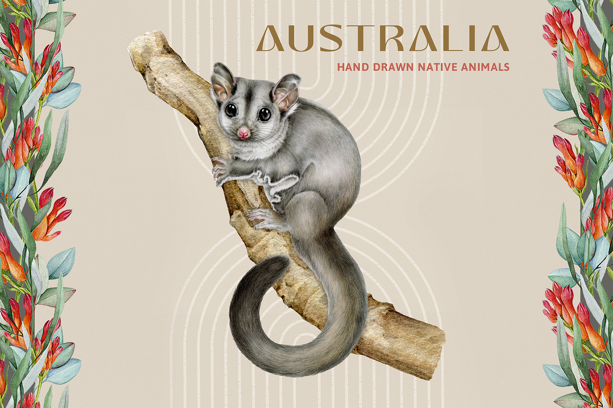 Australia Flora Fauna Clipart, an Animal Illustration by AnitaPol (Photo 10 of 27)