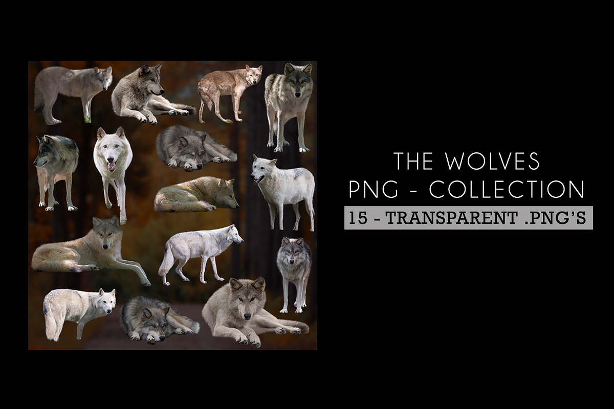 15 - PNG Wolves - Collection, an Object Graphic by DareToDream (Photo 5 of 8)