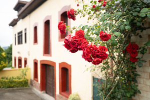 Red roses near rustic house wall, a Wallpaper Photo by SkyNext