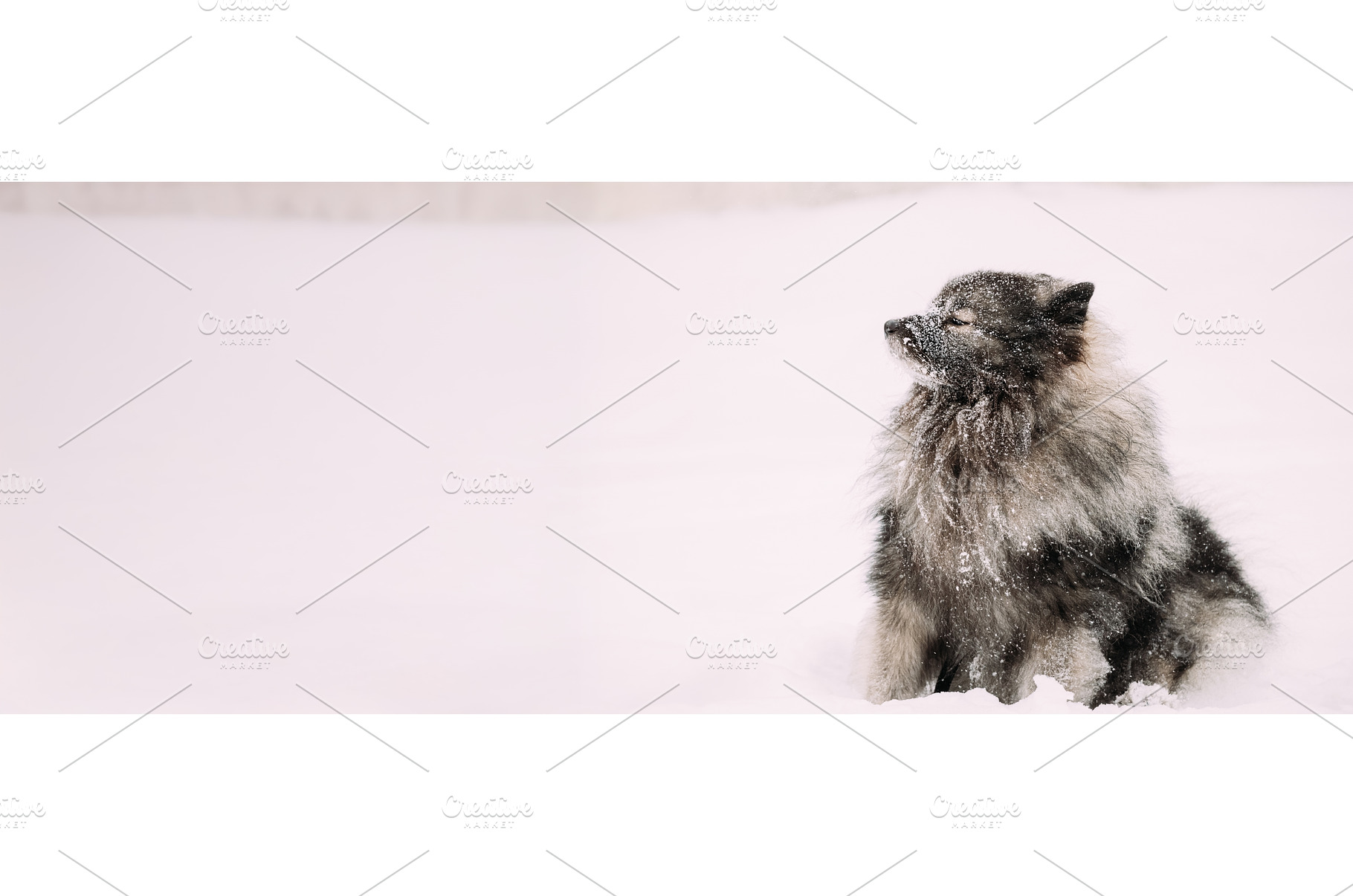 Keeshond Dog Play Outdoor In Snow, an Animal Photo by Our Amazing World