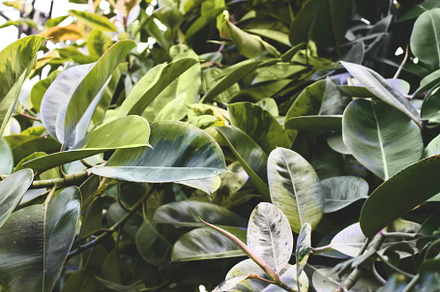 Ficus elastica green leaves, a Nature Photo by rorygez fresh