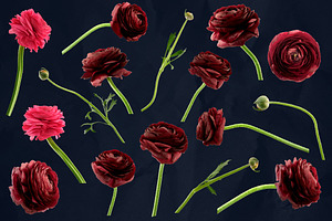 Ranunculus Floral ClipArt Realistic