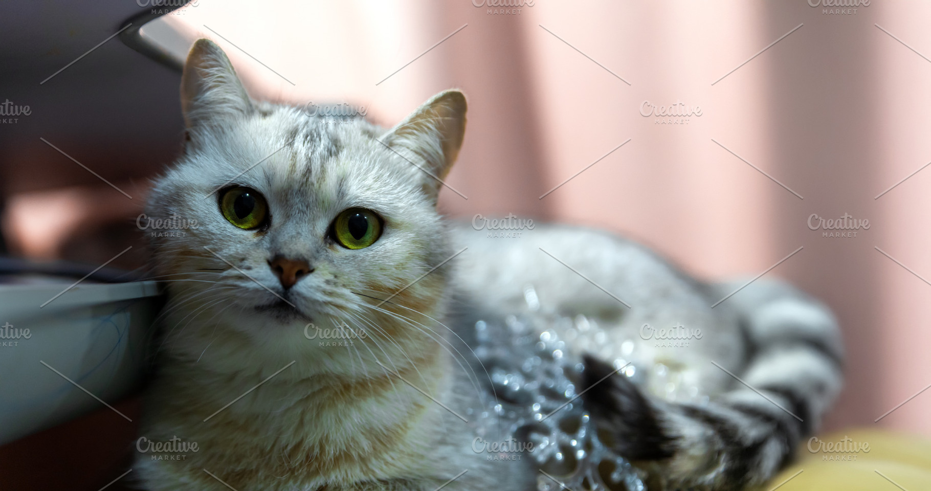 Close-up of a silver tabby cat with green eyes lying indoors nea, an Animal Photo by Ales Munt