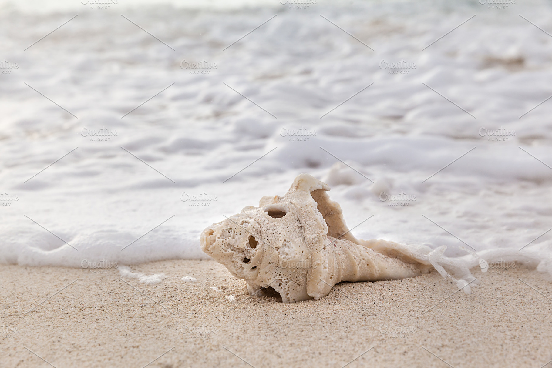 Sea shell on the beach over seascape, a Nature Photo by PhotographerJen