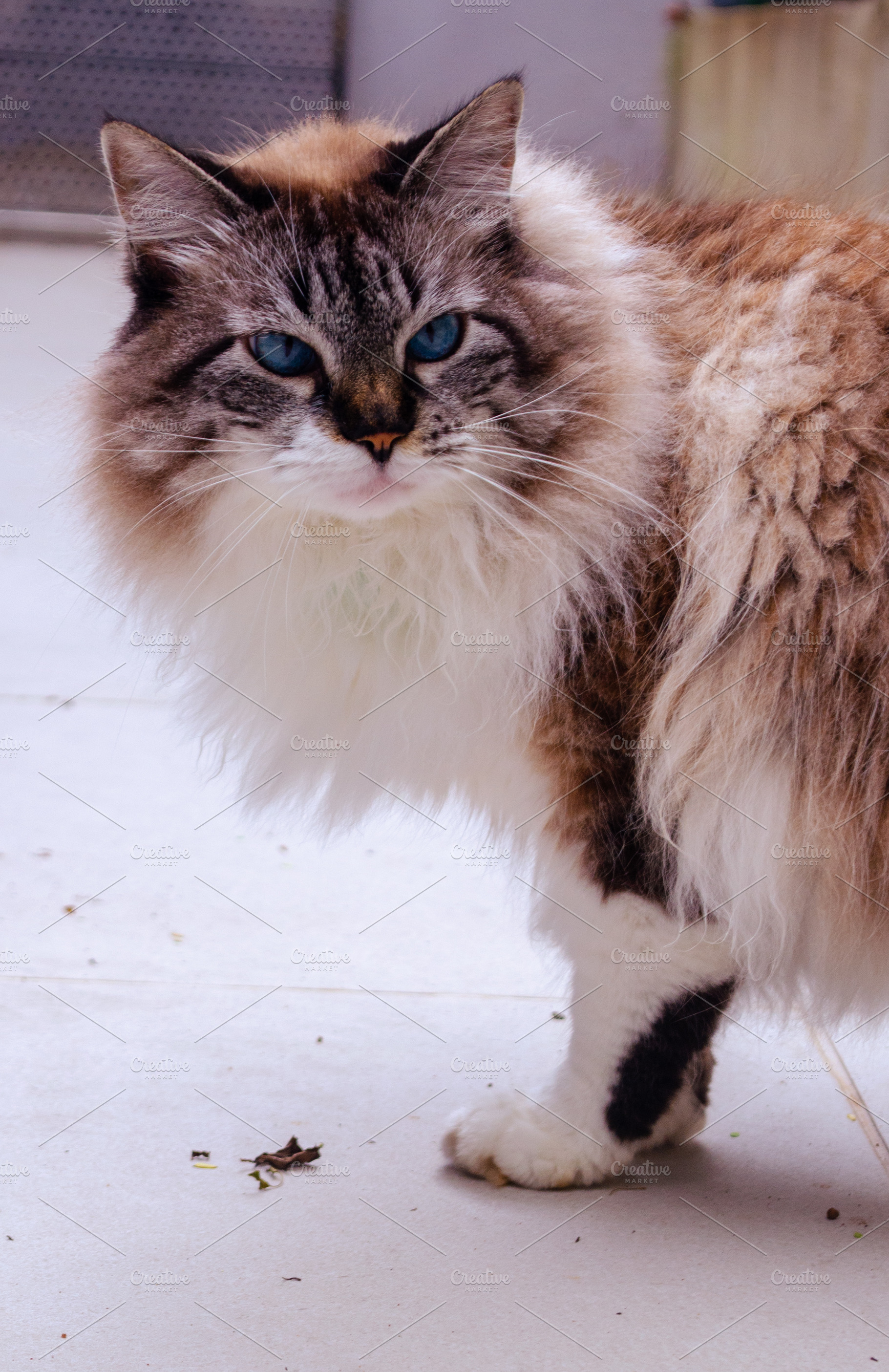 Cat Photo, an Animal Photo by Dimas.okgo
