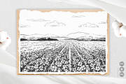 Soft Cotton. Vector engraving style., an Illustration by Tata Pilip (Thumbnail 8 of 10)