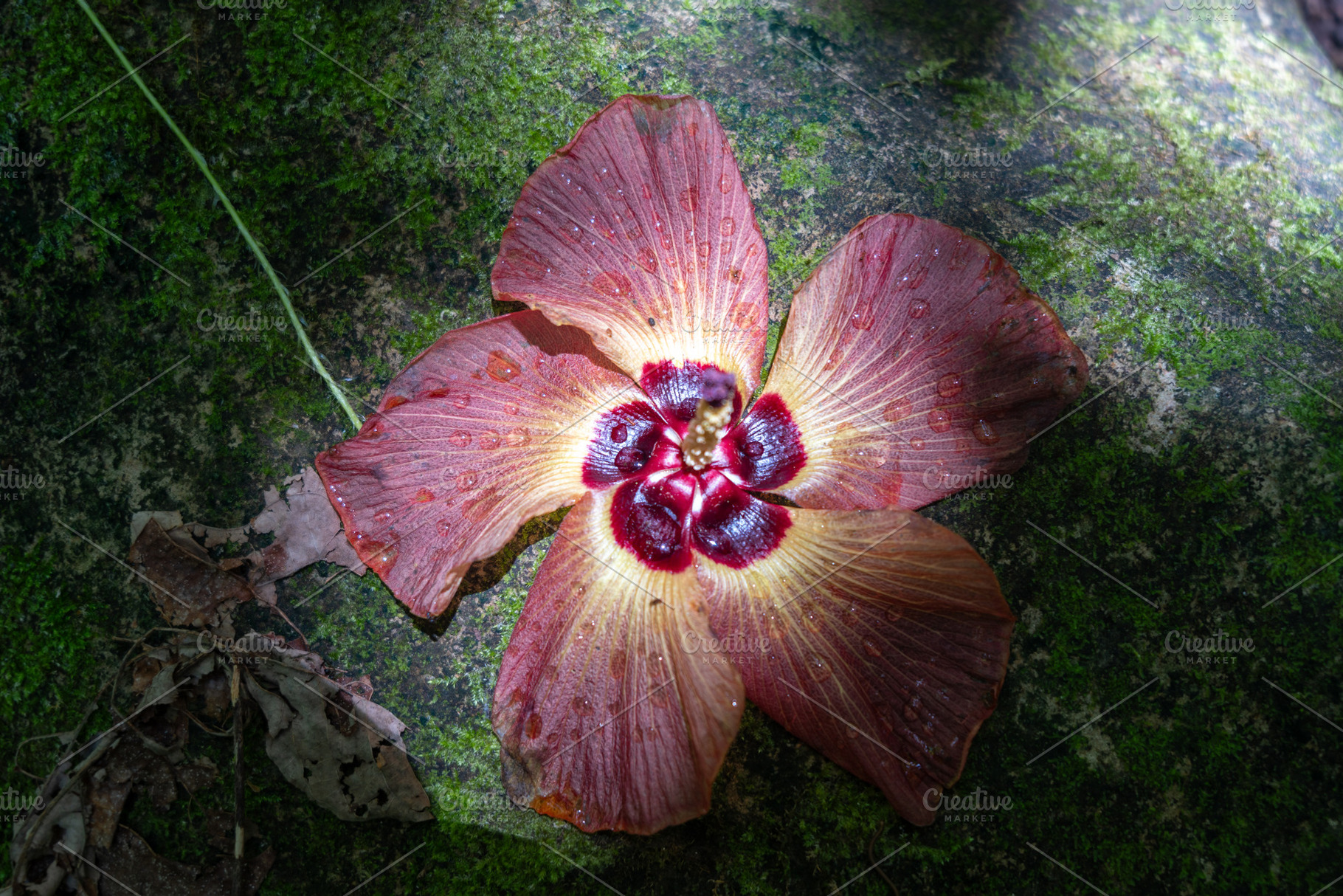Hibiscus flower on Nuku Hiva, Marquesas Islands, French Polynesi, a Nature Photo by GoodGoods