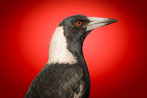 Australian Magpie