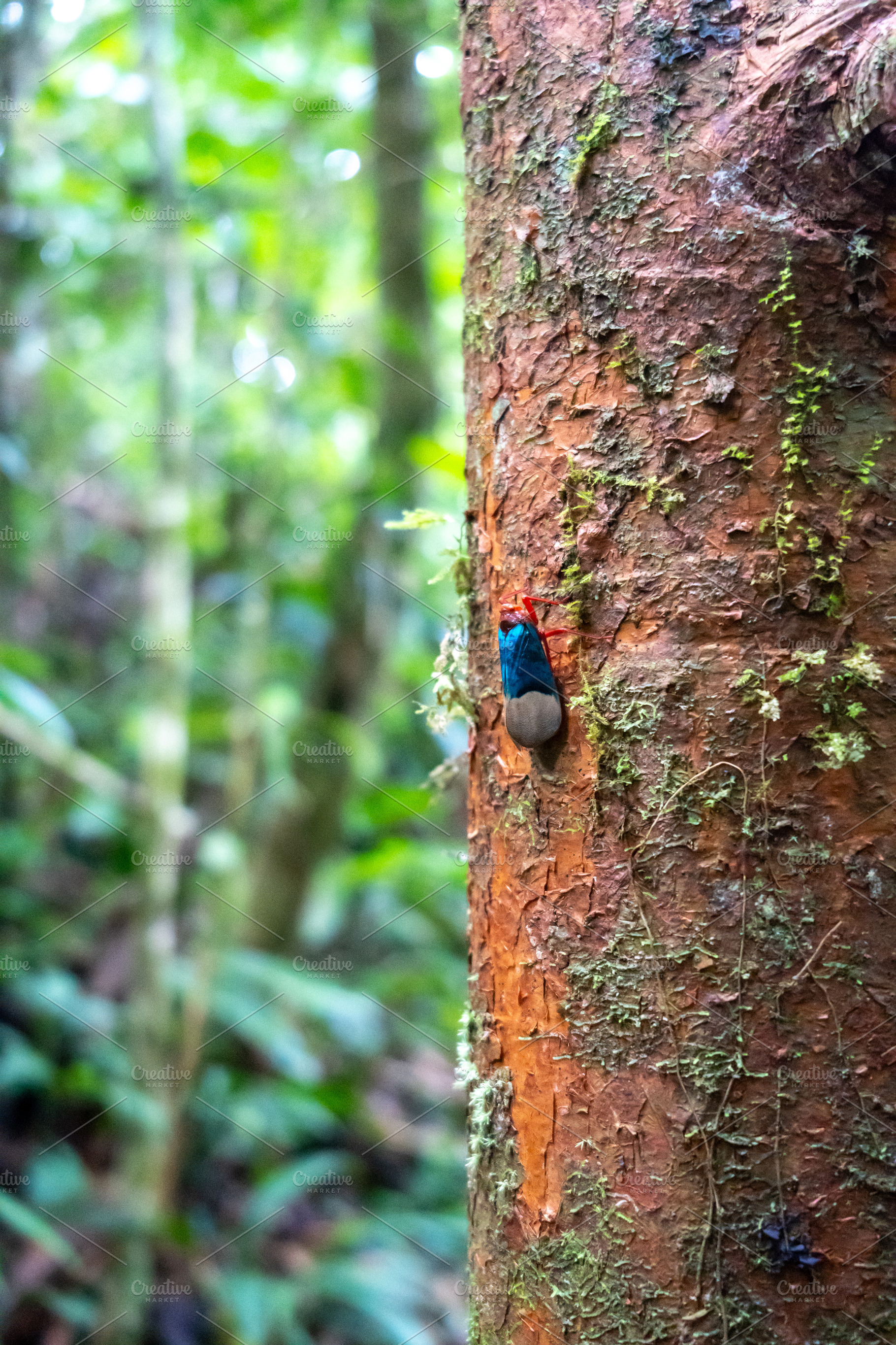 Colorful cicada on a tree in Tentena rainforest, Sulawesi, Indon, an Animal Photo by GoodGoods