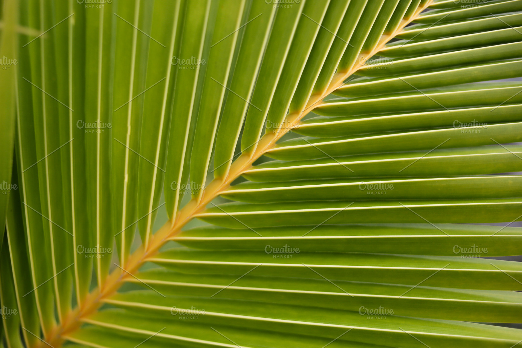 texture of young coconut leaves, a Background Photo by bastera