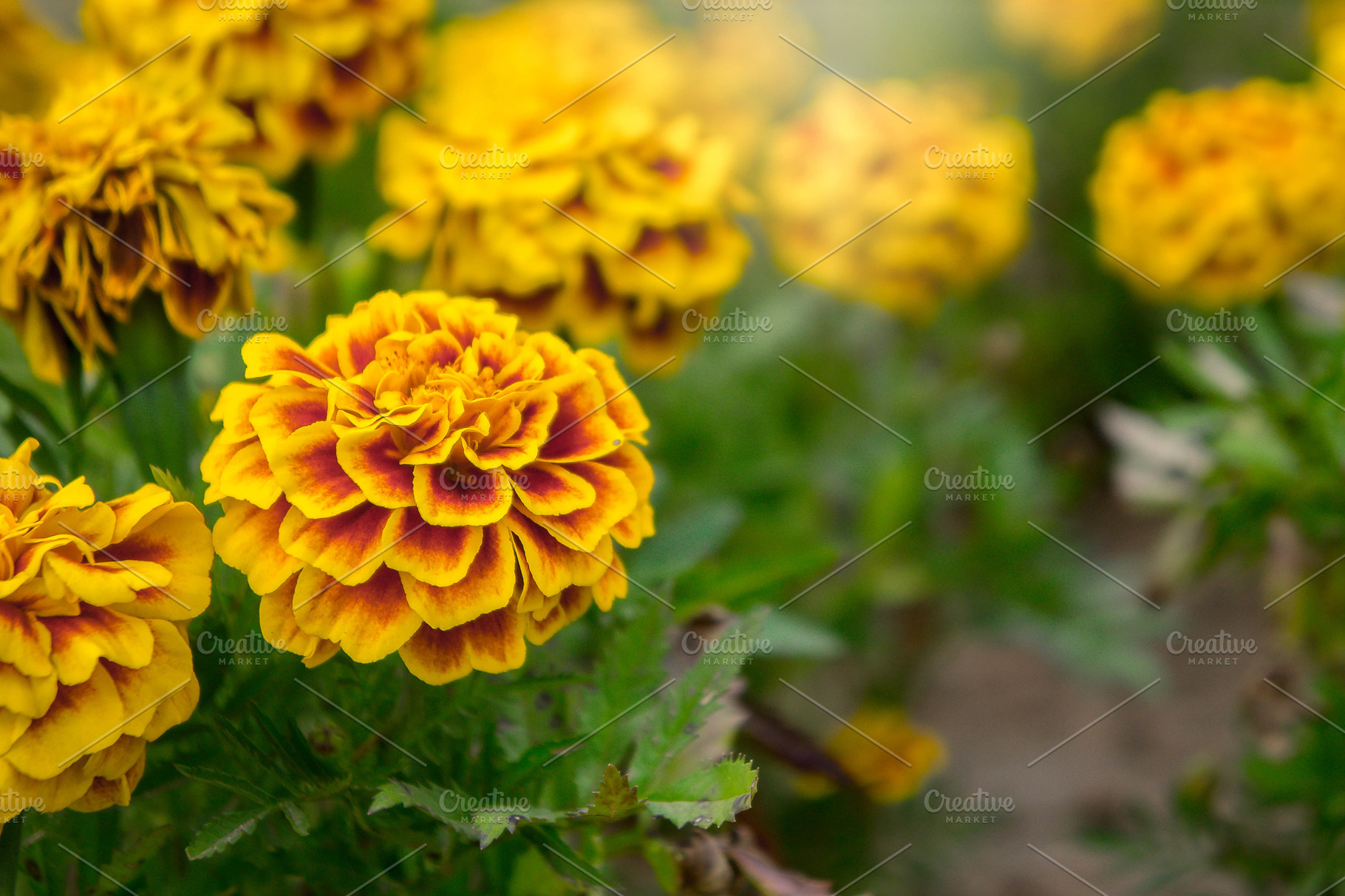 Marigold flowers in the garden stock photo containing african and agriculture, a Nature Photo by Lady-Vintage