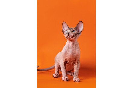 Friendly Sphynx Hairless kitten, an Animal Photo by Alexander-Piragis