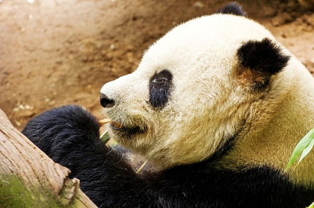 polar bear preview 6