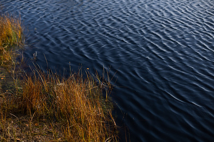 Belarusian swamp lake in Yelnya Belarus in autumn. Ecosystems environmental pro, a Nature Photo by SaulichPhoto