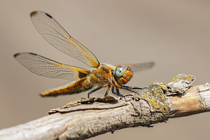 Sympétrum Sanguin (Sympetrum sanguin, an Animal Photo by AlexBush