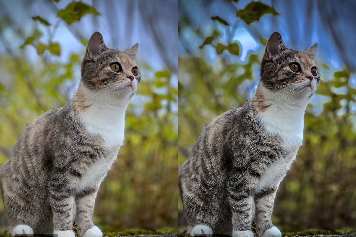 10 Pets Lightroom Presets for Mobile, a Preset Add-On by RamsaGraphi (Photo 10 of 10)