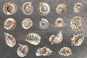 Seashells & Pearls PNG Collection, an Object Graphic by Olha Kostiuk (Thumbnail 2 of 5)