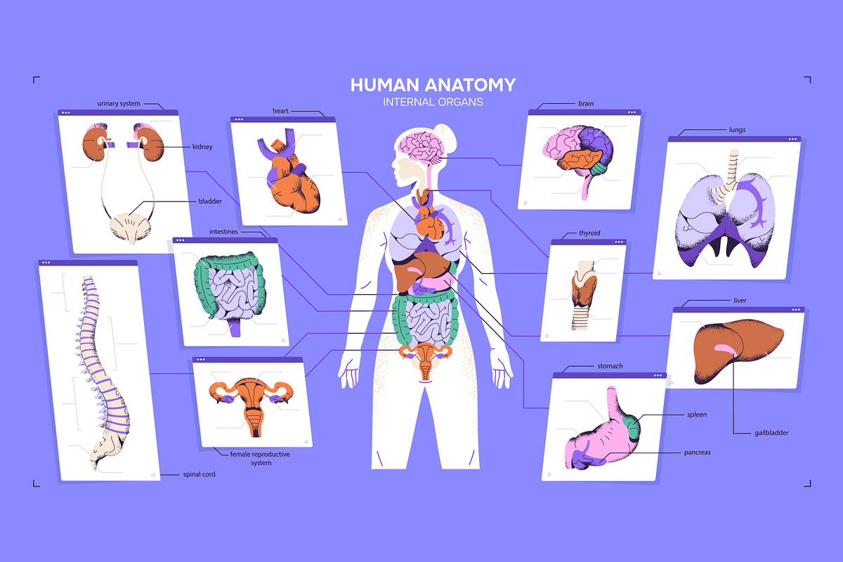 Female body anatomy, internal organs, a Healthcare Illustration by PaperTrident (Photo 1 of 4)