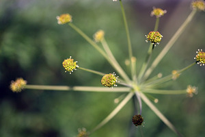Fireworks in the garden