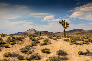 High desert with cactus