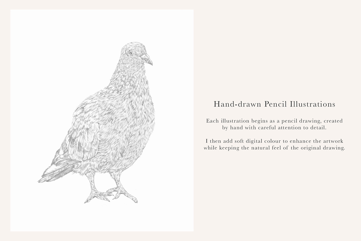 Pigeon Illustration – Hand Drawn PNG, an Animal Illustration by LaurenFittonIllustration (Photo 7 of 8)