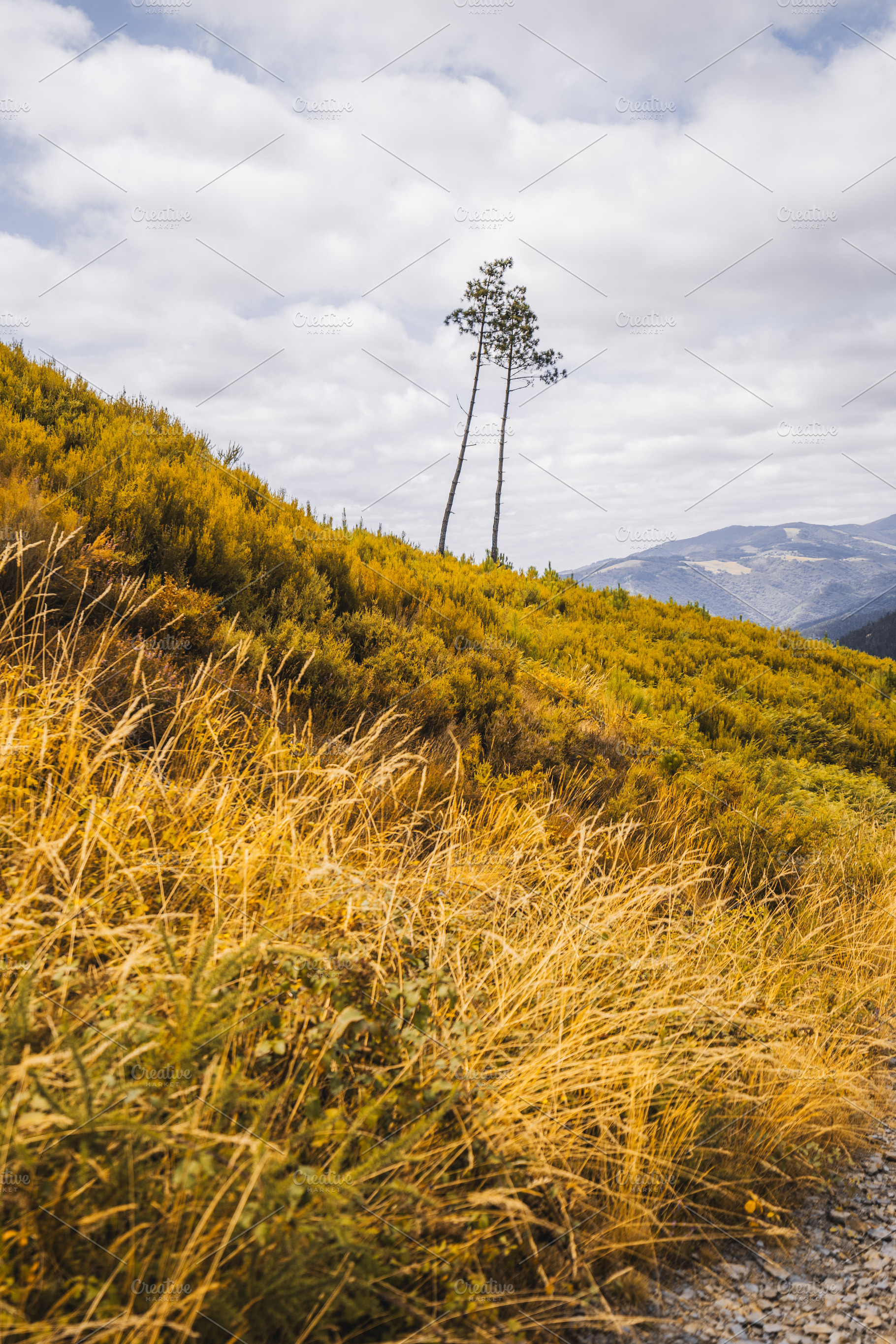 Golden hill with pine trees, a Nature Photo by SkyNext