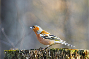 Colorful Male Chaffinch Perched on, an Animal Photo by Pakosta