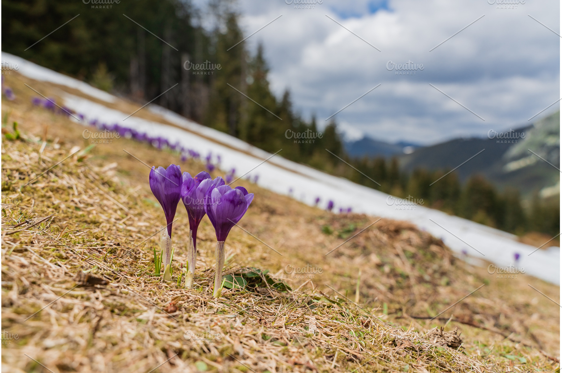 Spring landscape with the first, a Nature Photo by oksix