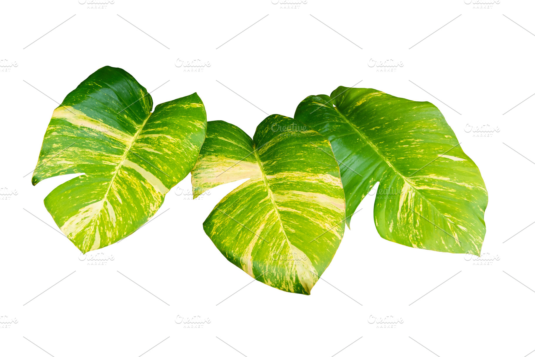 Monstera Variegated Leaf Isolated., a Nature Photo by rakoptonLPN