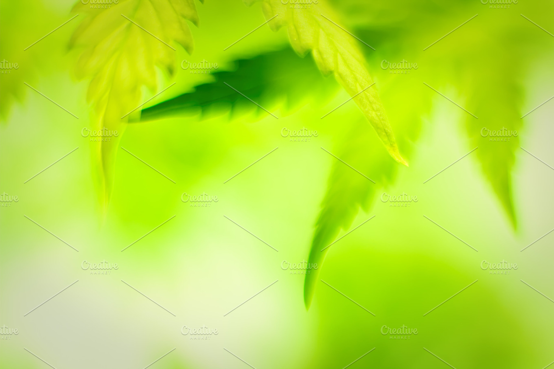 Cannabis closeup shot., a Nature Photo by pashabo