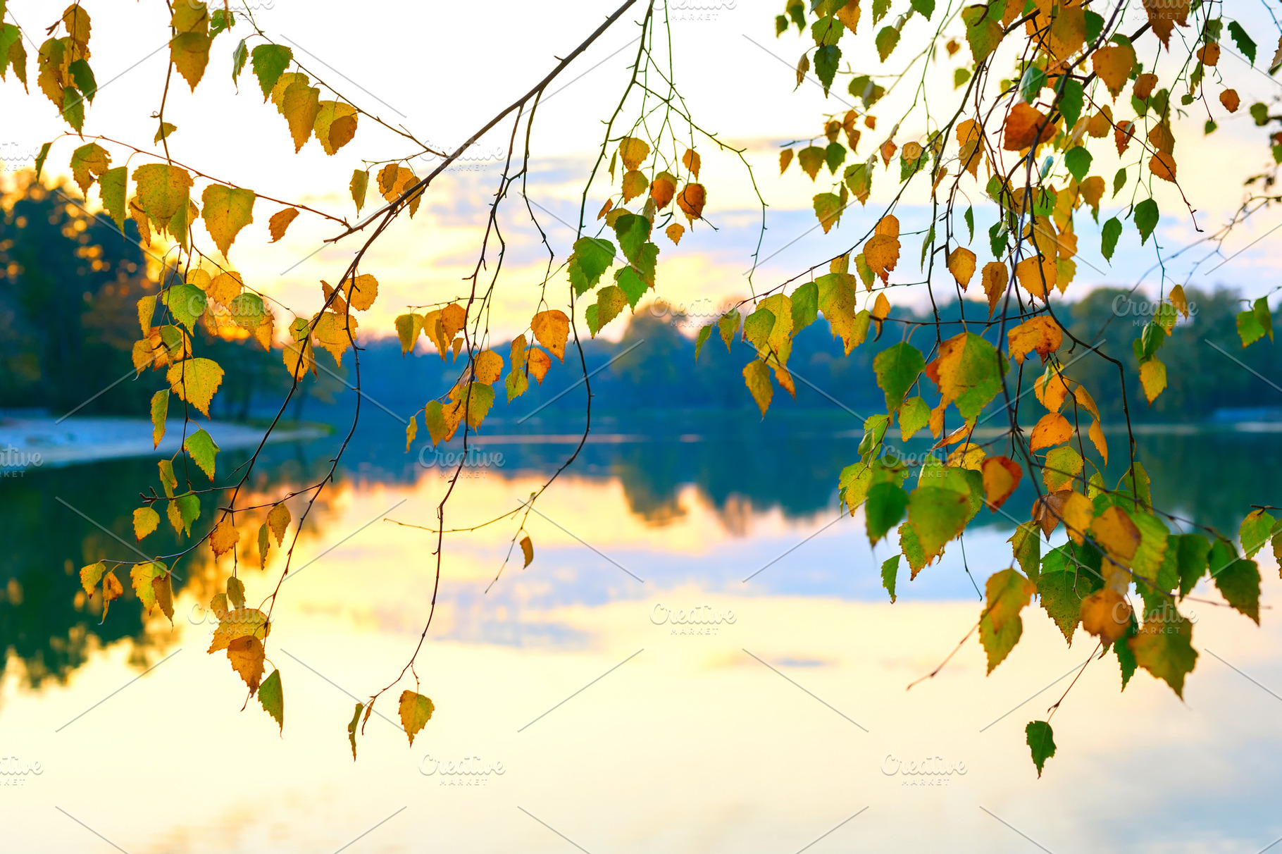 Autumn birch tree leaves water, a Nature Photo by joyt