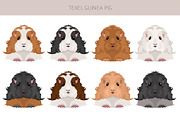Texel Guinea Pig set, an Animal Illustration by pet design shop (Thumbnail 3 of 5)